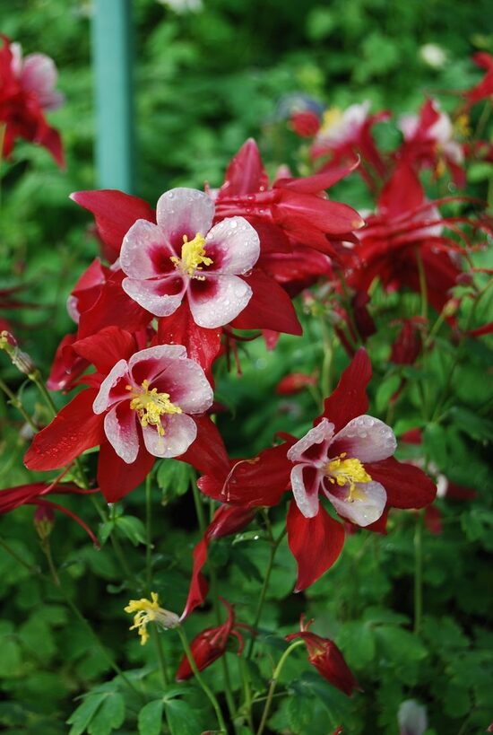 Aquilegia Earlybird Red White